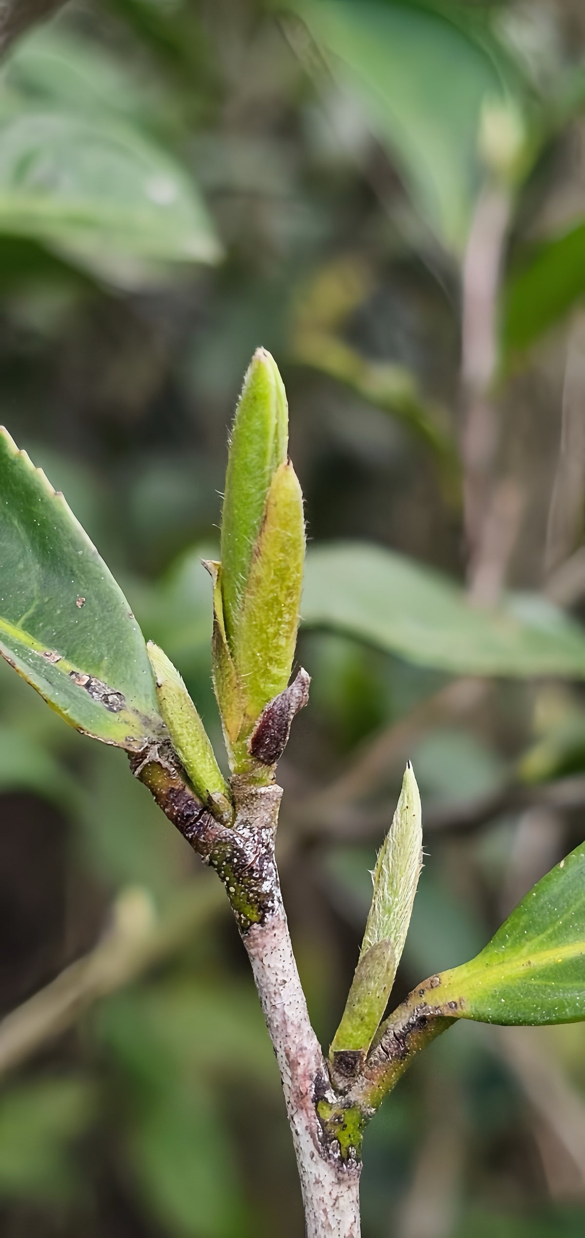 FRESH LEAVES