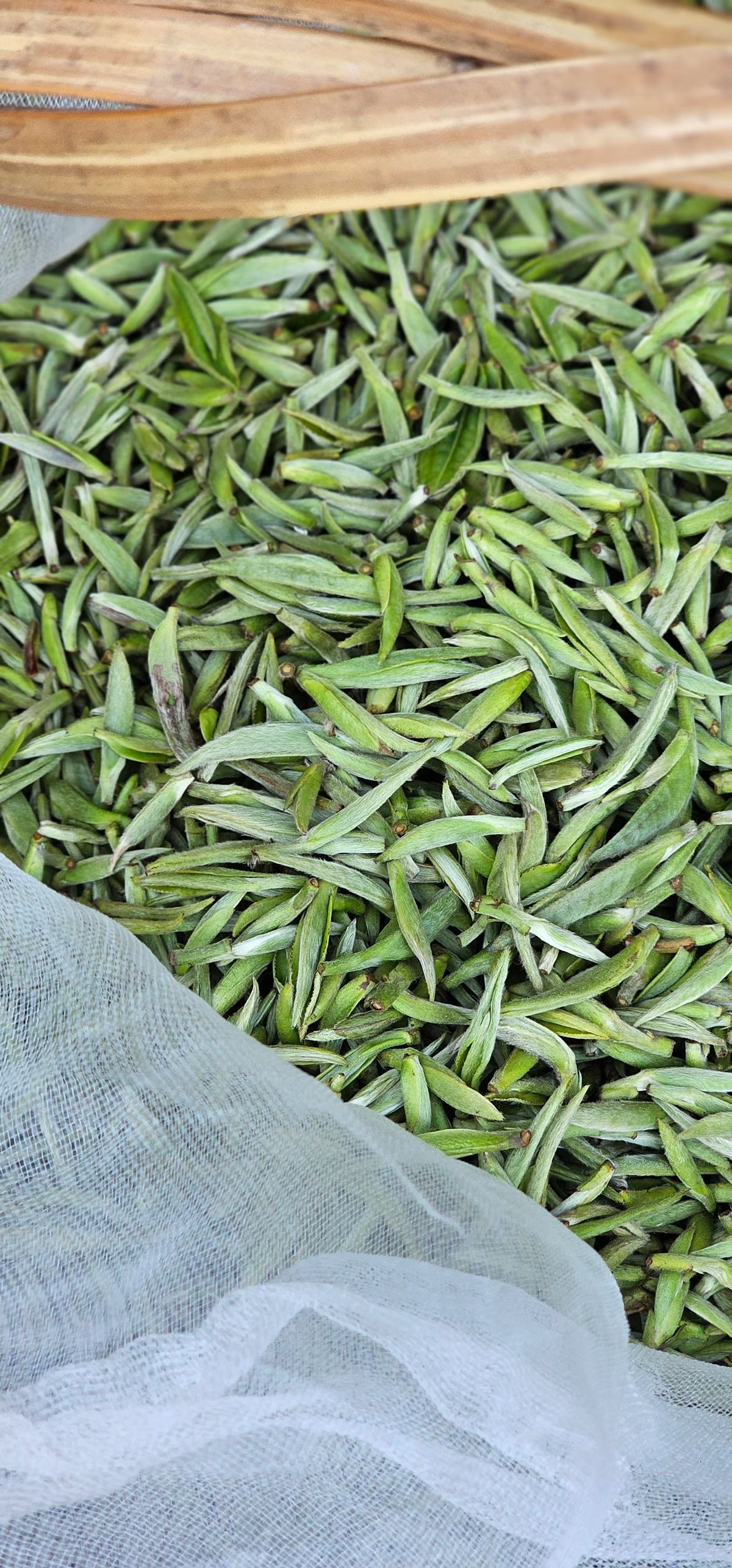 FRESH LEAVES