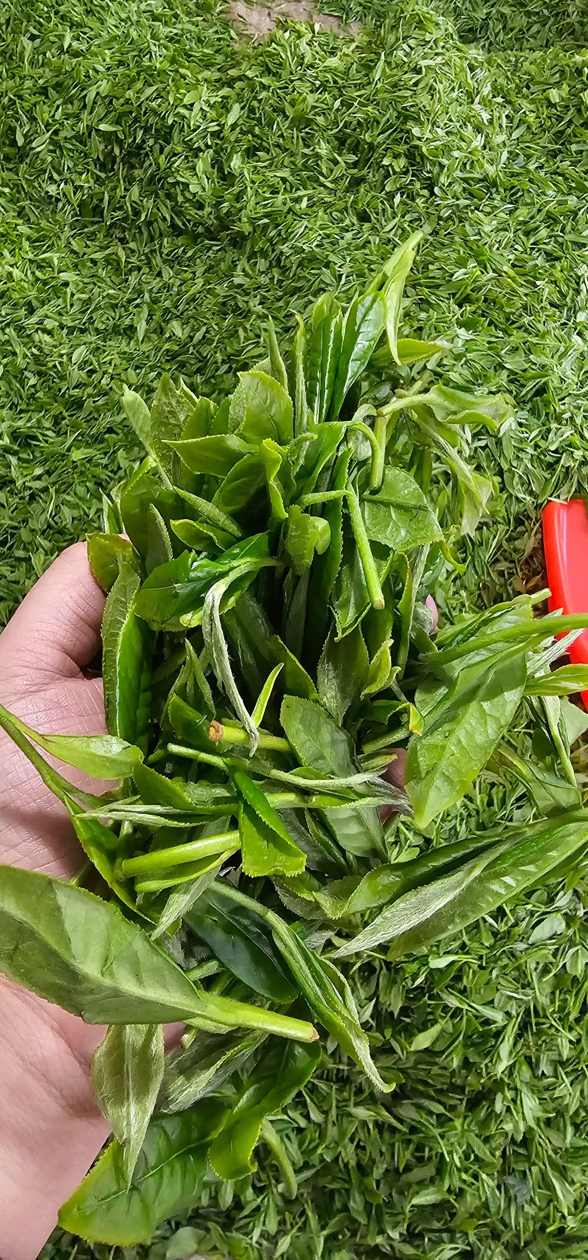 FRESH LEAVES