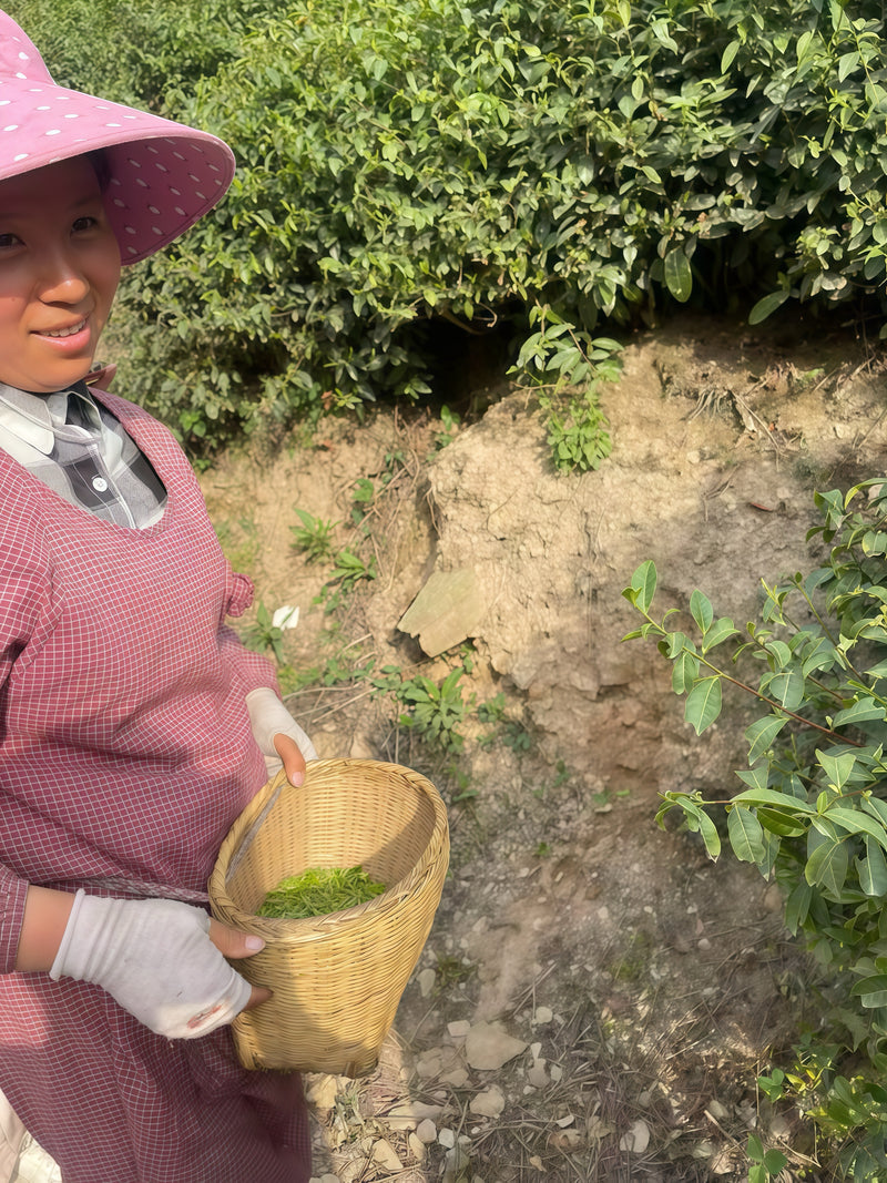 Tea farmer