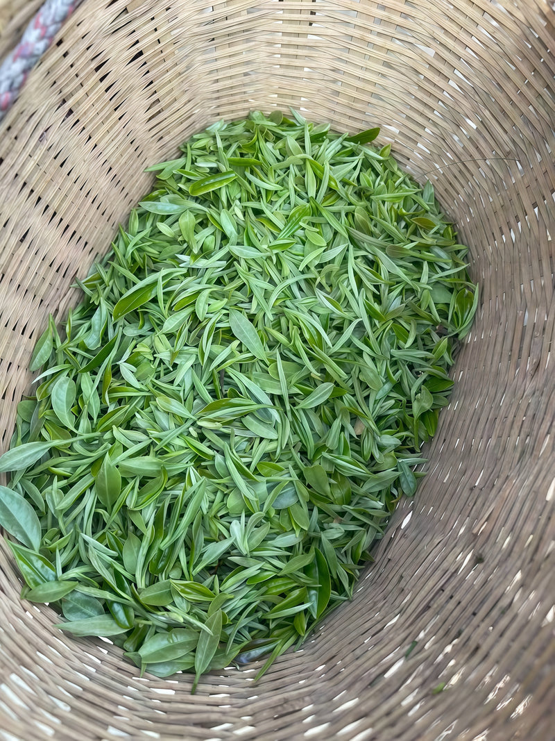 Tea Buds